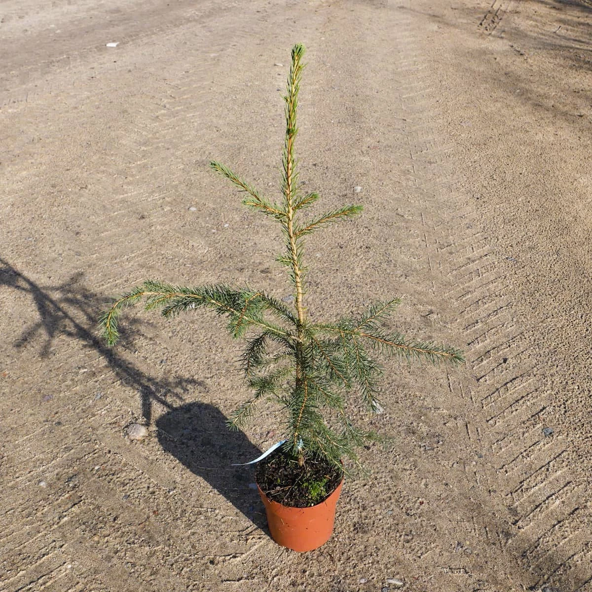 Świerk Pospolity Sadzonka W Doniczce - obrazek 5