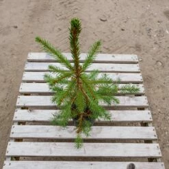 Świerk Pospolity Sadzonka W Doniczce P9