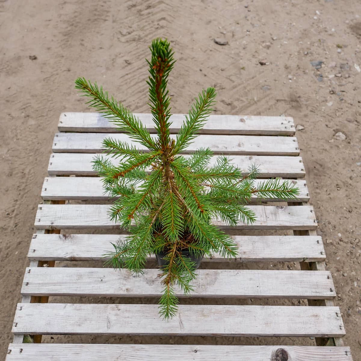 Świerk Pospolity Sadzonka W Doniczce P9