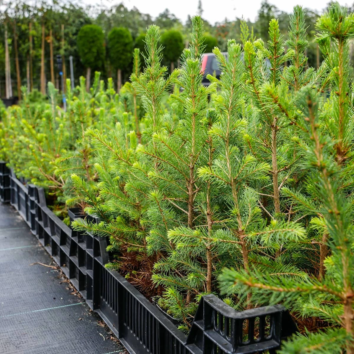 Świerk Pospolity Sadzonka W Doniczce P9 - obrazek 4