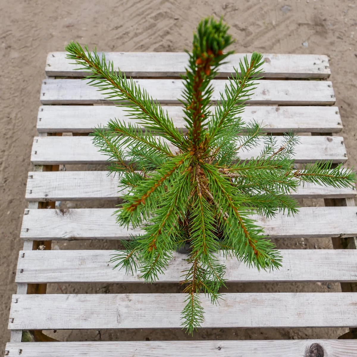 Świerk Pospolity Sadzonka W Doniczce P9 - obrazek 2