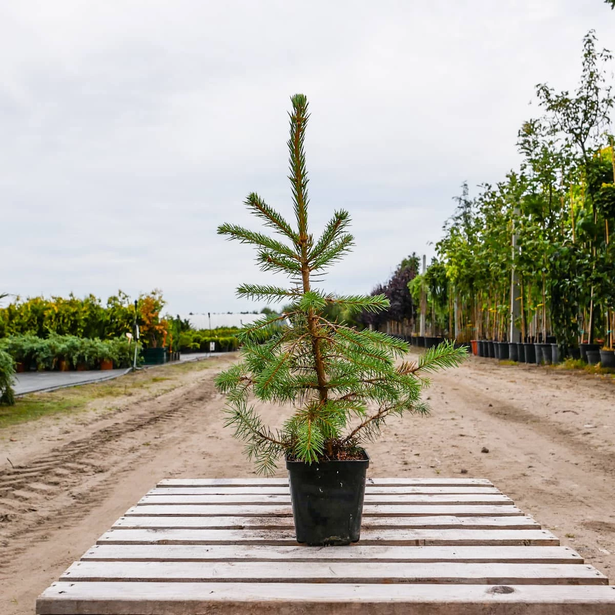 Świerk Pospolity Sadzonka W Doniczce P9 - obrazek 3