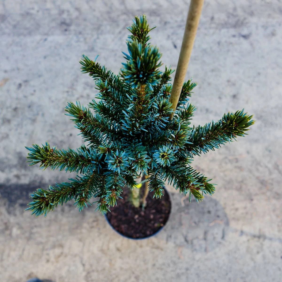 Świerk Serbski Alexandra Szczepiony Na Pniu Pa70cm - obrazek 2