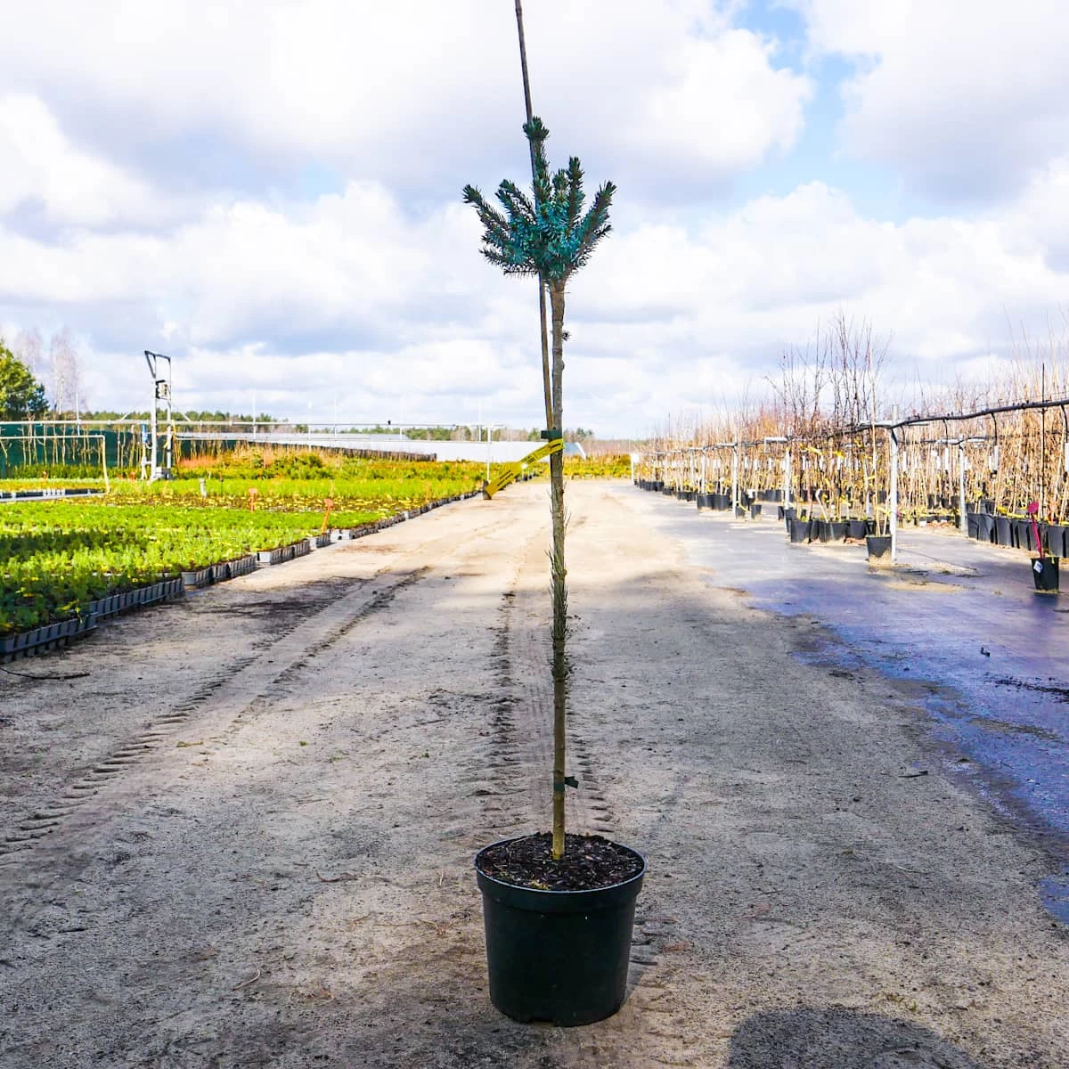 Świerk Serbski Alexandra Szczepiony Na Pniu Pa70cm - obrazek 3