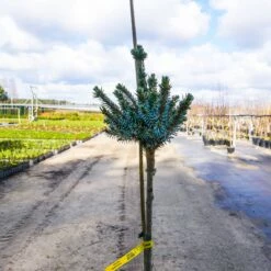 Świerk Serbski Alexandra Szczepiony Na Pniu Pa70cm