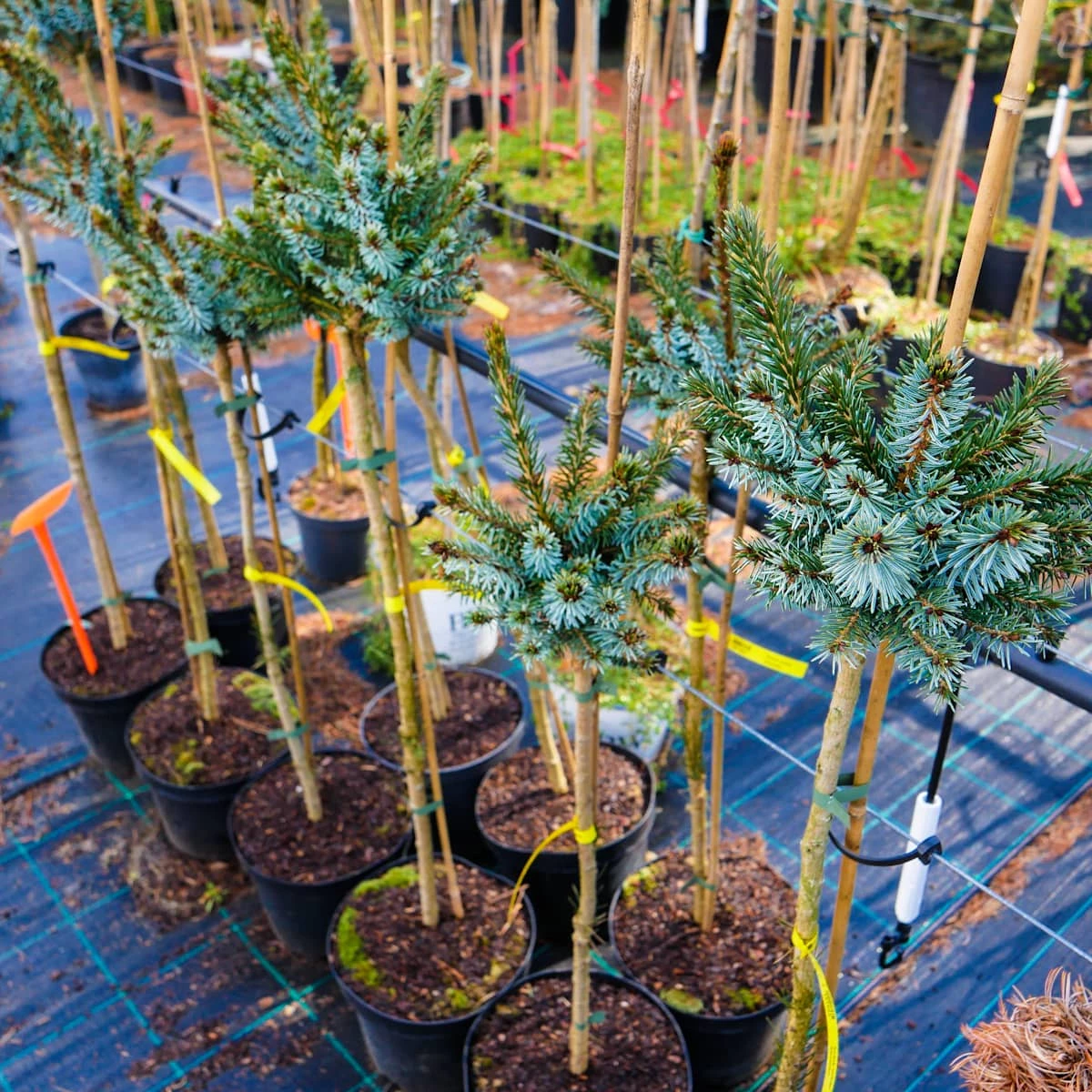 Świerk Serbski Alexandra Szczepiony Na Pniu Pa70cm - obrazek 5