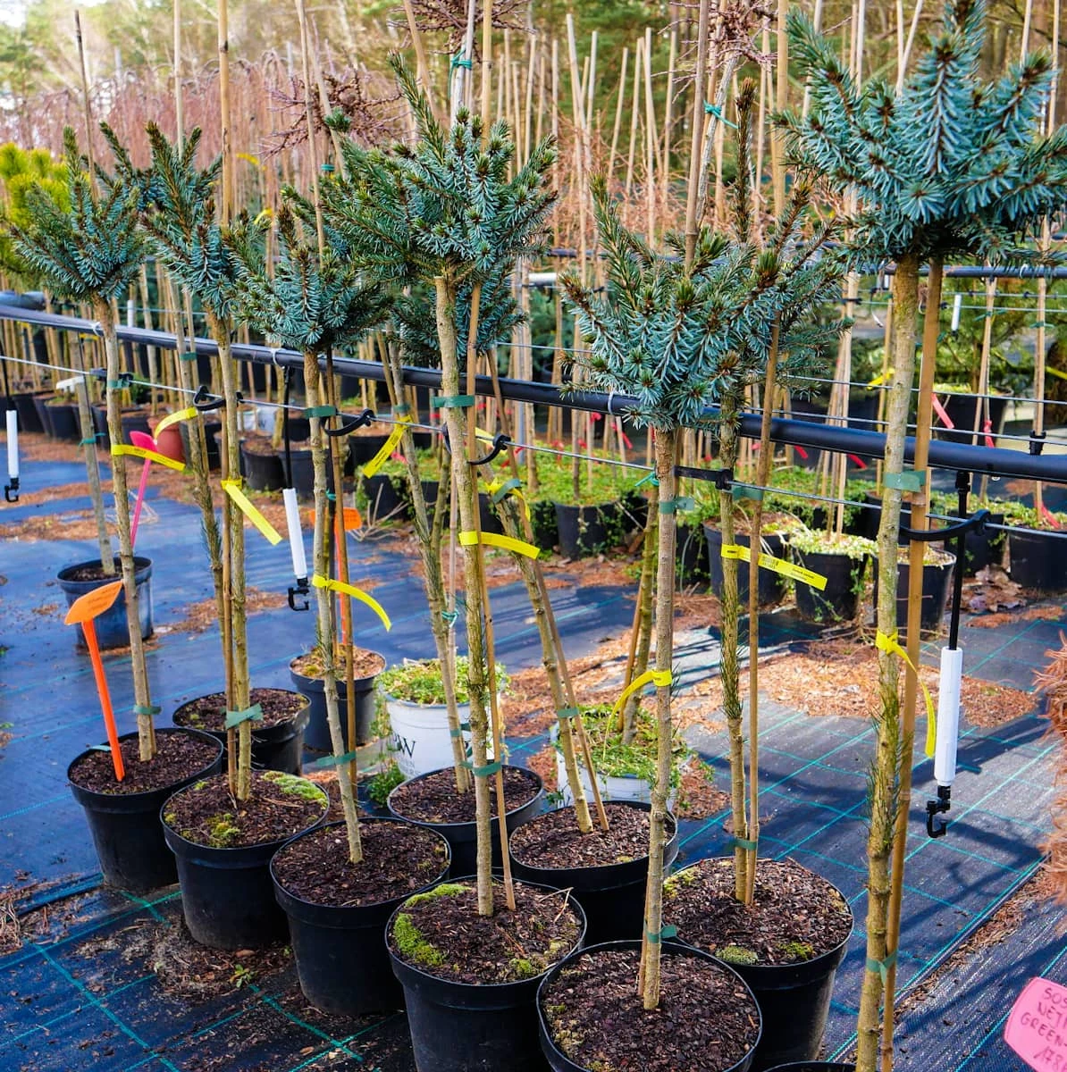 Świerk Serbski Alexandra Szczepiony Na Pniu Pa70cm - obrazek 4