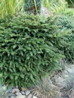 Świerk Serbski Karel (C2)