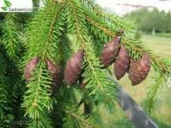 Świerk Serbski Doniczka