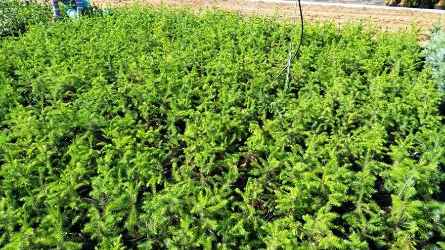 Świerk Serbski Doniczka - obrazek 2