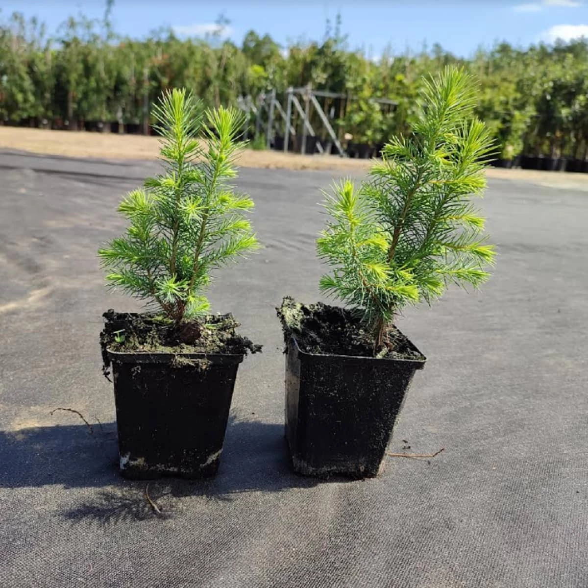 Świerk Serbski Doniczka - obrazek 3