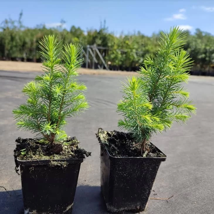 Świerk Serbski Doniczka - obrazek 4