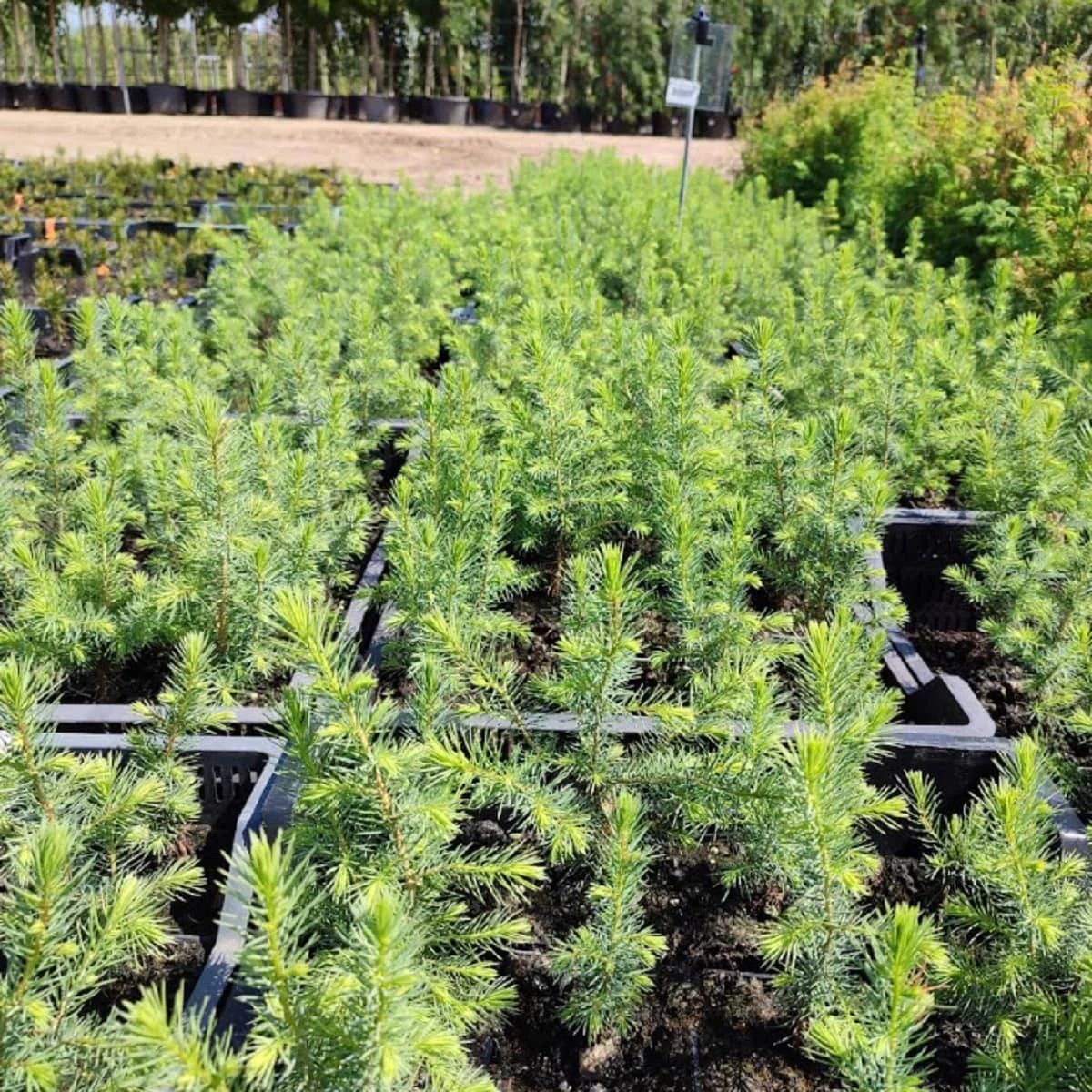 Świerk Serbski Doniczka - obrazek 5