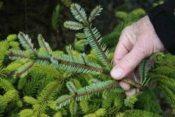 Świerk Szydlasty Świerk Tygrysi