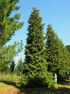 Thuja Tuja Żywotnik Olbrzymi Excelsa (C2)