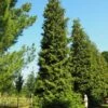 Thuja Tuja Żywotnik Olbrzymi Excelsa (P9)