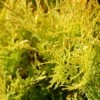 Thuja Tuja Żywotnik Olbrzymi Goldy 4ever Żółta Zimą (C2)