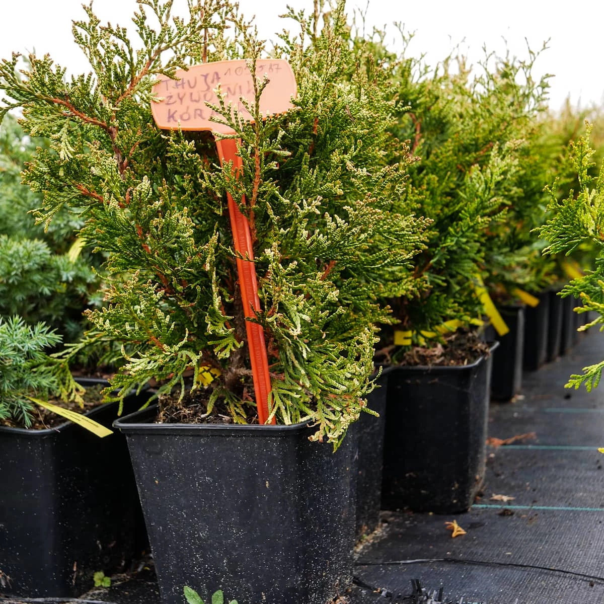 Thuja Tuja Żywotnik Olbrzymi Kórnik 3 - obrazek 4