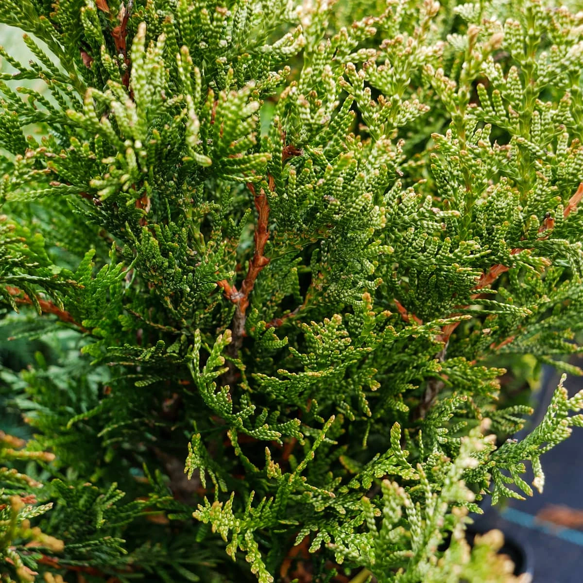 Thuja Tuja Żywotnik Olbrzymi Kórnik 3 - obrazek 5