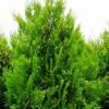 Thuja Tuja Żywotnik Olbrzymi Kórnik 3