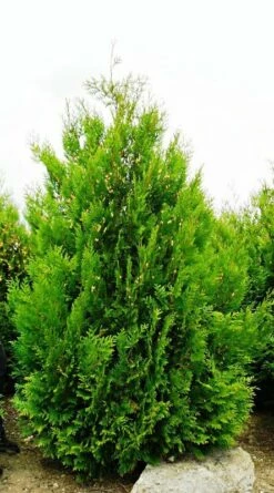 Thuja Tuja Żywotnik Olbrzymi Kórnik 3