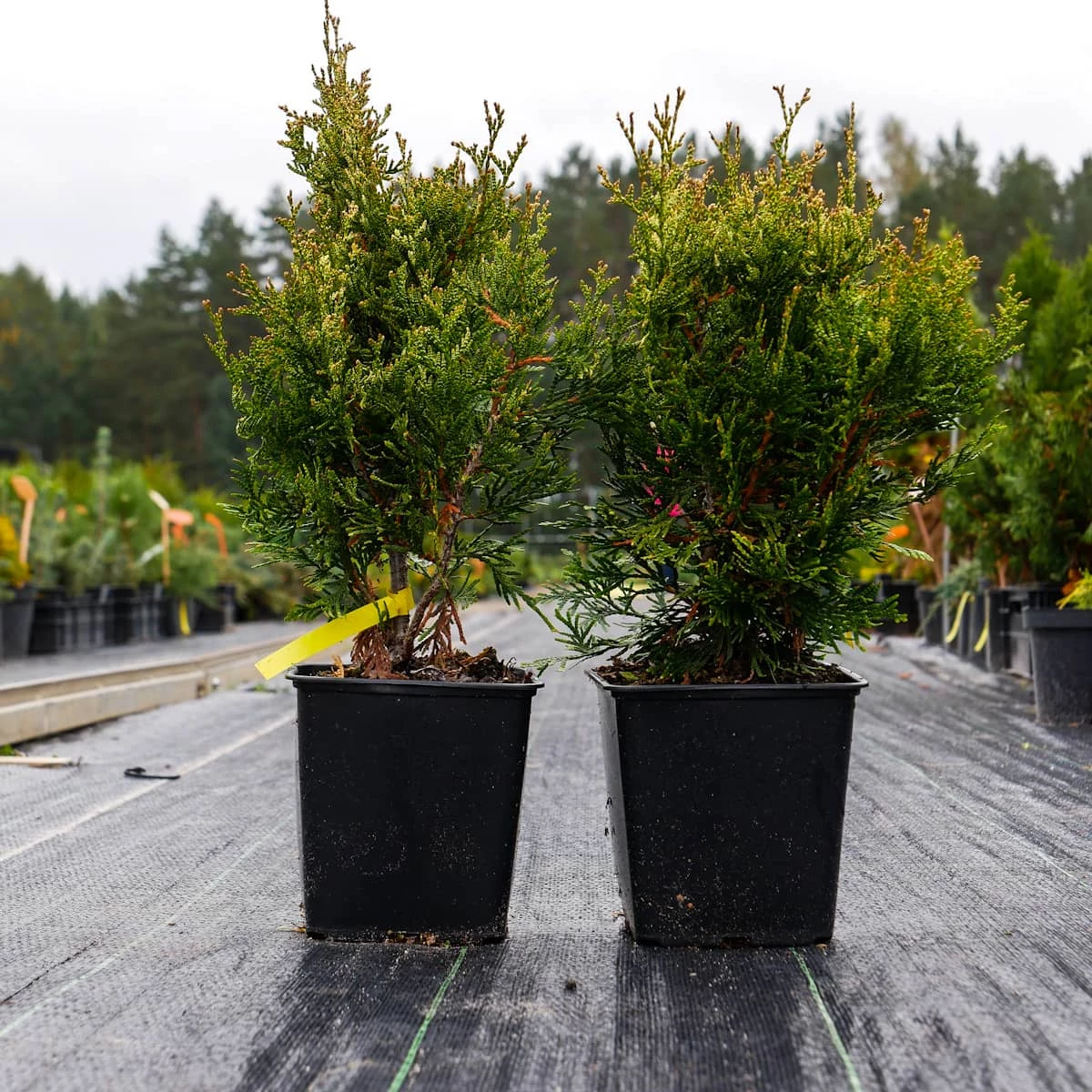 Thuja Tuja Żywotnik Olbrzymi Kórnik 3 - obrazek 3