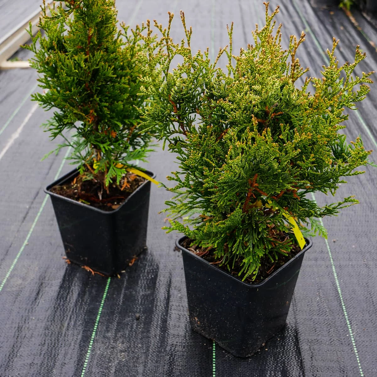 Thuja Tuja Żywotnik Olbrzymi Kórnik 3 - obrazek 2