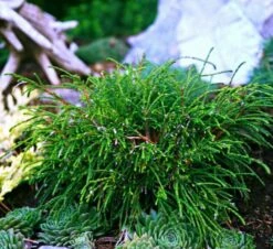 Thuja Tuja Żywotnik Olbrzymi Whipcord