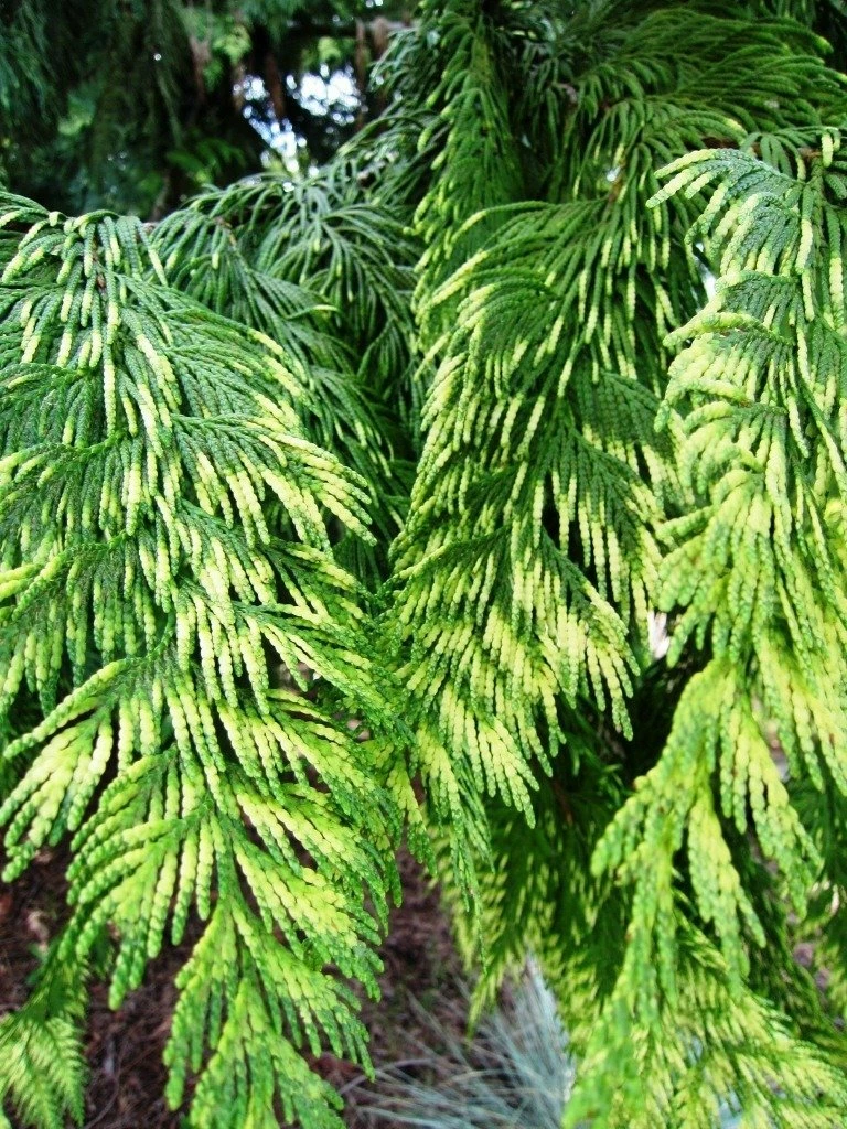 Thuja Tuja Żywotnik Olbrzymi Zebrina