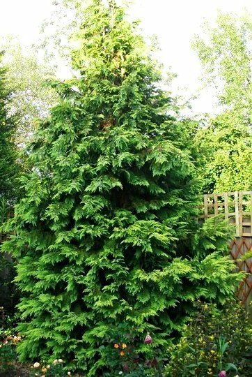 Thuja Tuja Żywotnik Olbrzymi Zebrina - obrazek 2