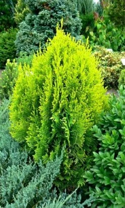 Thuja Tuja Żywotnik Wschodni Aurea Nana
