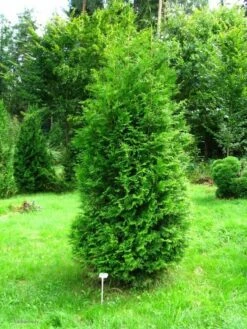 Thuja Tuja Żywotnik Zachodni Brabant 50-75cm. W Doniczce