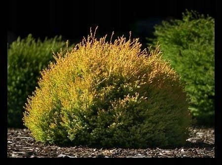 Thuja Tuja Żywotnik Zachodni Cloth Of Gold (C2) - obrazek 4