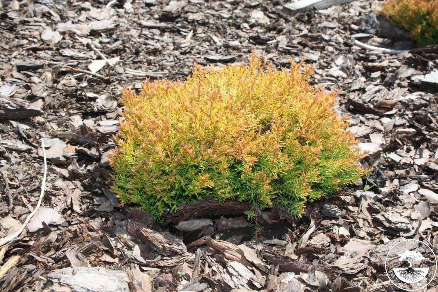 Thuja Tuja Żywotnik Zachodni Cloth Of Gold (C2)