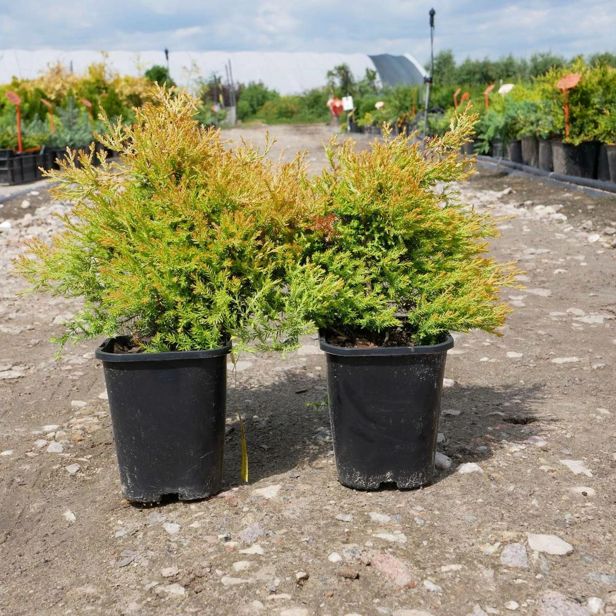 Thuja Tuja Żywotnik Zachodni Cloth Of Gold (C2) - obrazek 3