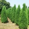 Thuja Tuja Żywotnik Zachodni Columna (C2)