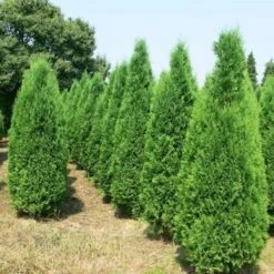 Thuja Tuja Żywotnik Zachodni Columna (P9)