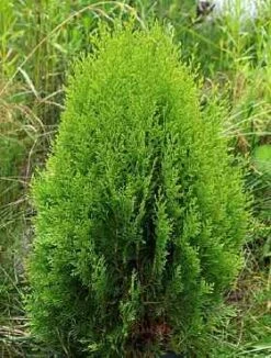 Thuja Tuja Żywotnik Zachodni 'Compacta'