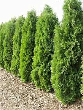 Thuja Tuja Żywotnik Zachodni 'Compacta' - obrazek 2