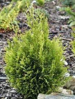 Thuja Tuja Żywotnik Zachodni Coppergold (C2)