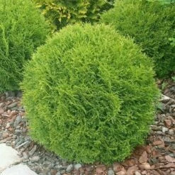 Thuja Tuja Żywotnik Zachodni Danica (C2)