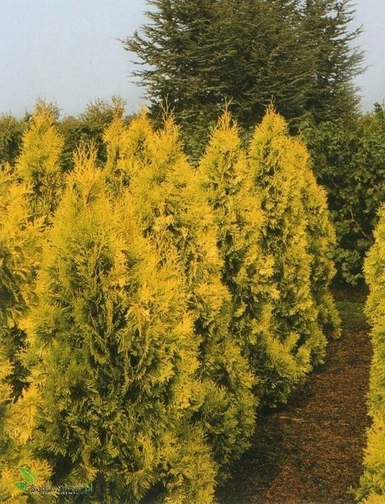 Thuja Tuja Żywotnik Zachodni Europe Gold - obrazek 5