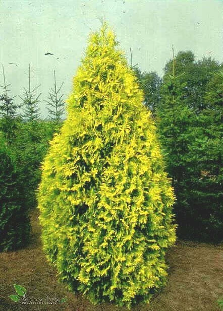 Thuja Tuja Żywotnik Zachodni Europe Gold - obrazek 4