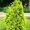 Thuja Tuja Żywotnik Zachodni Europe Gold