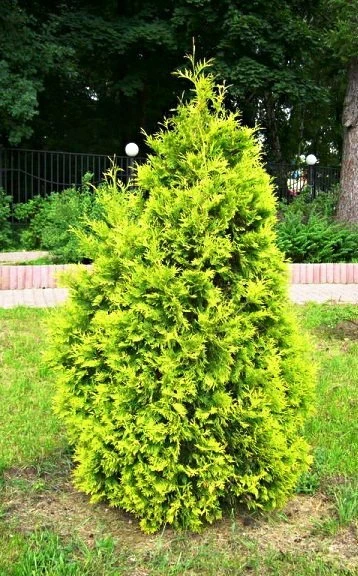 Thuja Tuja Żywotnik Zachodni Europe Gold
