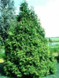Thuja Tuja Żywotnik Zachodni 'Frieslandia'