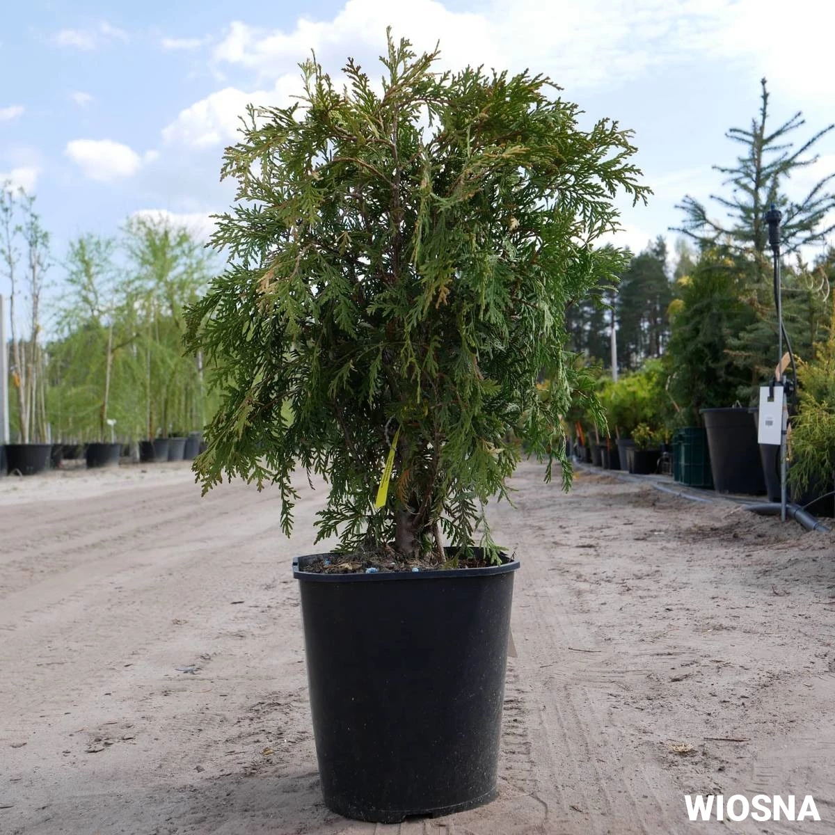 Thuja Tuja Żywotnik Zachodni Globosa (C2) - obrazek 3