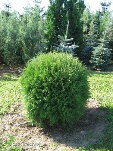 Thuja Tuja Żywotnik Zachodni Globosa (C2) - obrazek 5