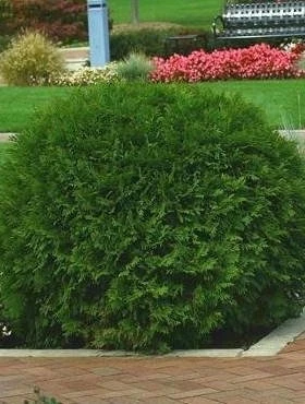Thuja Tuja Żywotnik Zachodni Globosa (C2) - obrazek 4