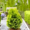 Thuja Tuja Żywotnik Zachodni Golden Anne